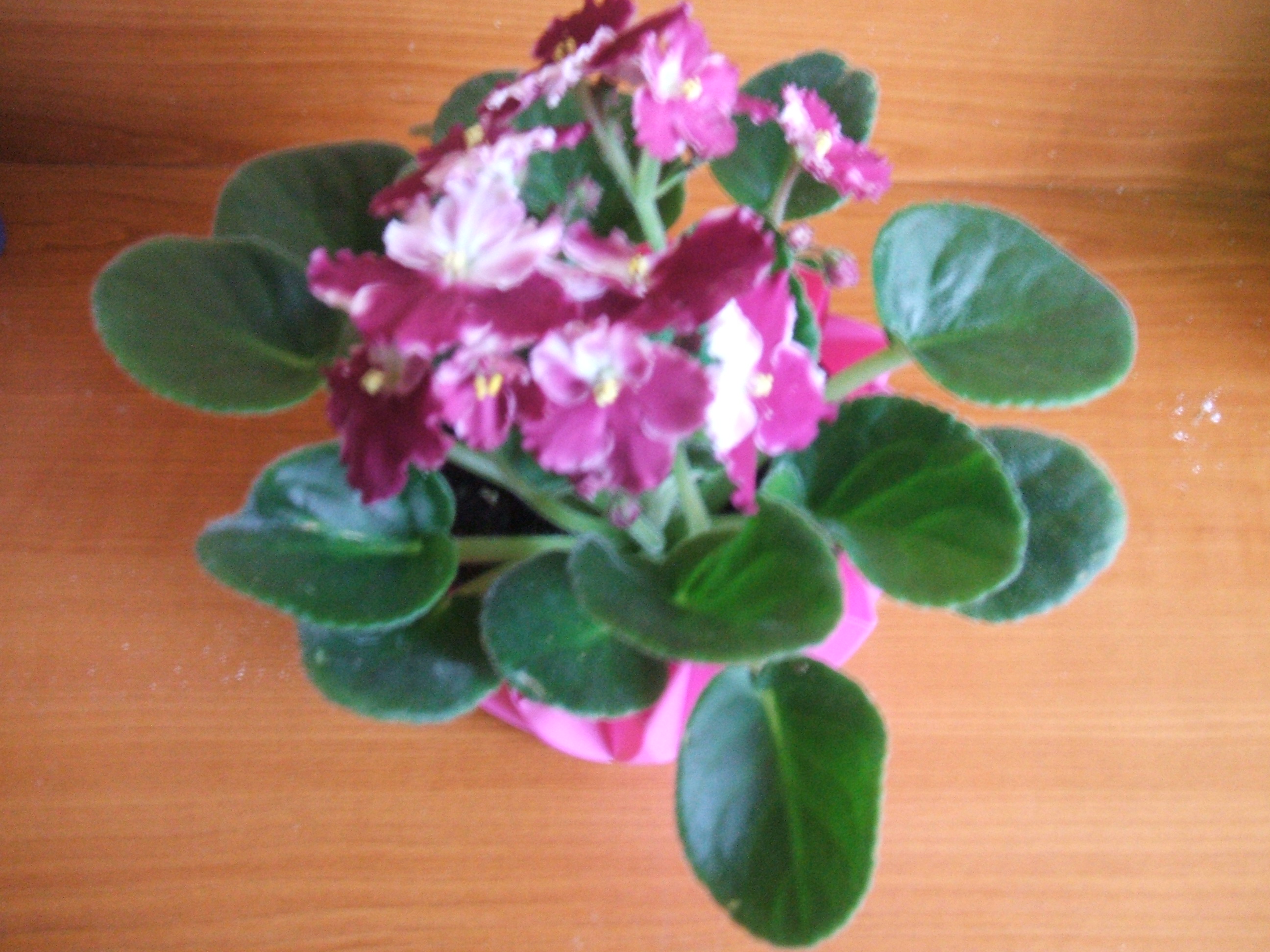 léto 2010 228